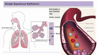 Chapter 4 Module 1 Epithelial and Glandular Tissue