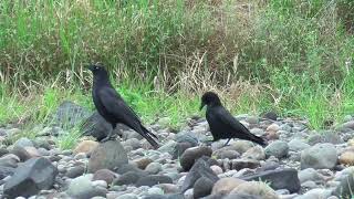 O 214　Oita River　MON was in their territory, so BIBI & KASHIKO came to chase it away.(Carrion Crow)