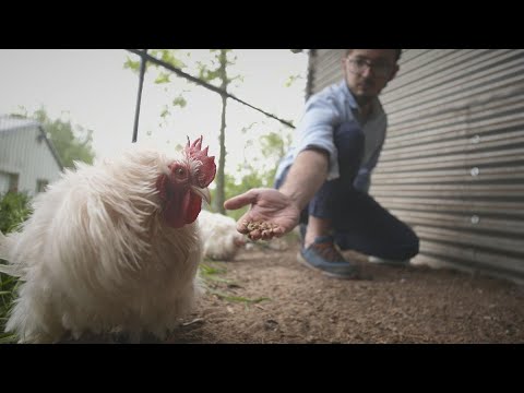 პროტეინის ალტერნატიული წყარო