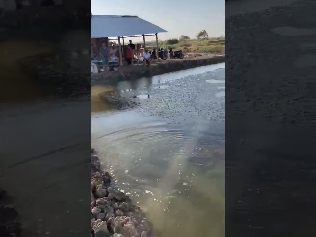 STRIKE Mancing Monster Penghuni Kolam Sawah Cilamaya class=