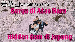 Menikmati Pagi di Wakakusayama Nara 🌸 | Japan Spring Family Trip 2026