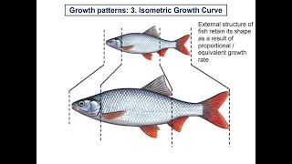 10.3 Growth pattern _ 3.Isometric growth curve (fish, lizard, grasshopper)