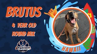 Brutus | 4 Year Old Hound Mix | 2 Week Urban Board & Train Program
