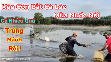 Kéo Côn Nôm Bắt Cá Lóc Mùa Nước Nổi Miền Tây|Đất Miền Tây Official