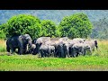 Addo National Park video Elephants Lions Buffalos Kudu and many other wildlife Wild Animals