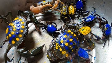 Thảo Cady giải cứu các con vật mắc kẹt trong hang đất, con cua, con ếch, con rắn, máy xúc, xe tải,