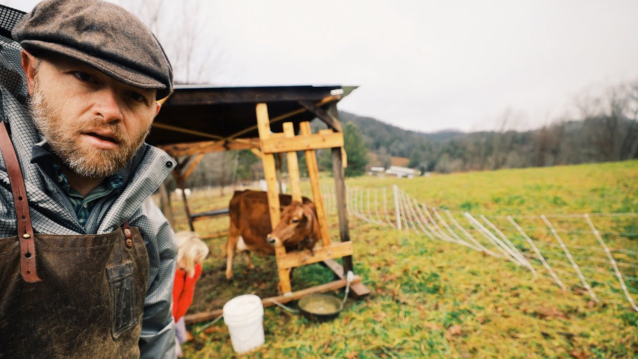 KICKED by Cow Treating for Mastitis