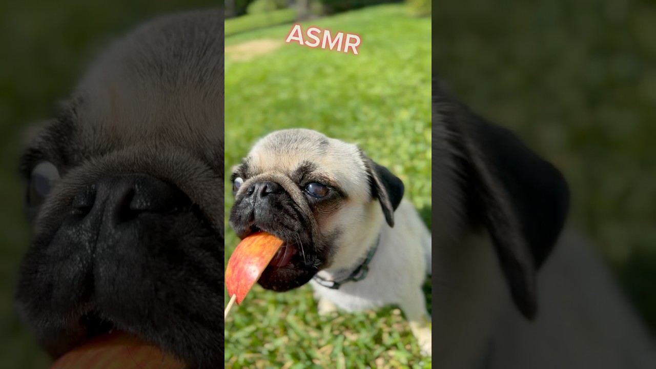 Pug Puppy Apple ASMR!! 