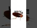 THE MOTH THAT CHANGED "BUGS" FOREVER! #facts #shorts #storytelling #animation #computer #history