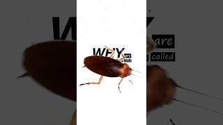 THE MOTH THAT CHANGED "BUGS" FOREVER! #facts #shorts #storytelling  #animation #computer  #history