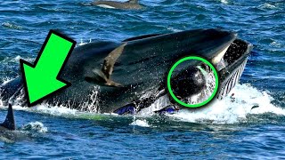 Whale Suddenly Swallowed A Diver 5 Minutes Later, Everyone Was Extremely Shocked To See