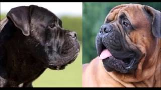 Cane Corso VS Bullmastif by Emily Haddock 137 views 7 years ago 1 minute, 7 seconds