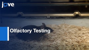 Simple & Computer-Assisted Olfactory Testing For Mice  l Protocol Preview