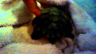 Turtle Tickling....