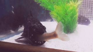 Mad Max my Aimara Wolf fish eating another fish👍🏽