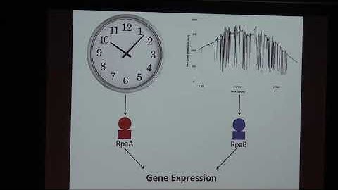 Interaction between circadian and stress-responsive systems in cyanobacteria - Joseph Piechura