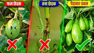 बैंगन की में तना और फल छेदक का नाम ओ निशान मिटा दिया! 100% रिजल्ट ✅