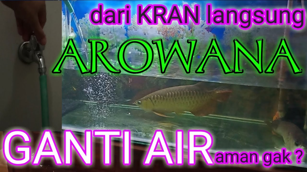 Ganti Air Aquarium Arowana - Langsung dari Kran kamar mandi 