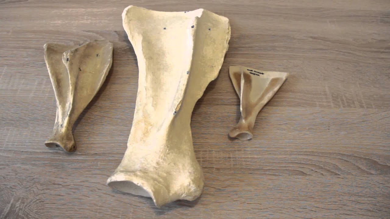 Bones - Scapula Interspecies Differences - Veterinary - YouTube