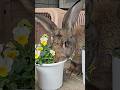 Flemish Giant Bunny Loves Flowers 🐰🌼 #bunny #rabbit