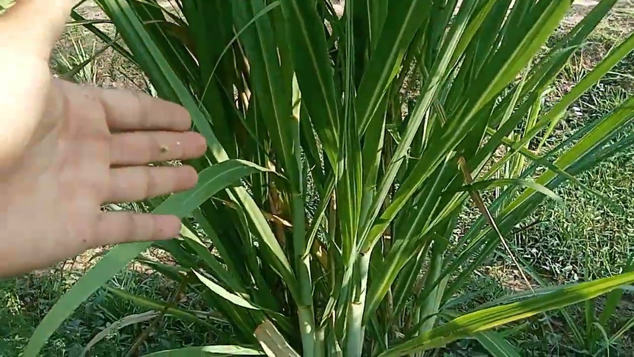 #อ้อยเขียวใต้หวัน  2 มีนาคม ค.ศ. 2026