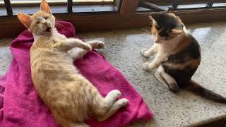 Download Lagu cat sucking another cat neck MP3