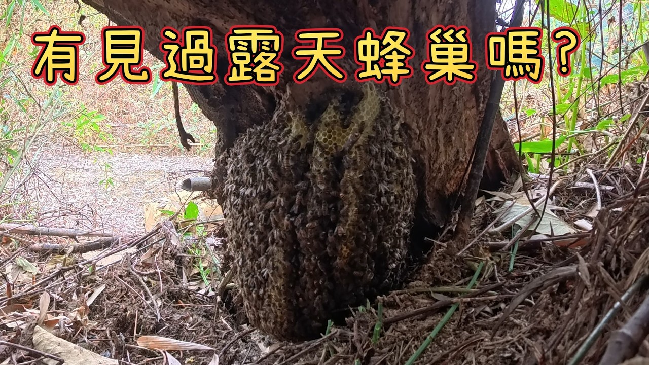 有沒有看過不在洞穴裡築巢的蜜蜂呢?跟著阿浦開箱真實的野生蜂蜜吧