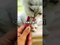 Кот обманывает хозяина #shorts