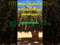 മരുഭൂമിയിലെ അൽഭുതമായി ഇലന്തമരം