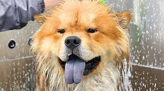 When Your Client Is A Chow Chow With The Personality Of A Golden Retriever