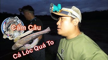 Cấm Câu Ở Bào.Bất Ngờ Dính Cá Lóc Quá To/Tư Nghiệp Miền Tây Vlog/
