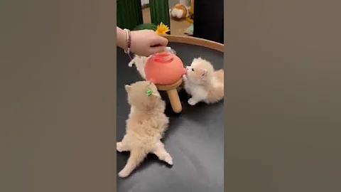 Cute cat drinking Milk.... cat funny videos: cute cat #shorts #pet lover #funny #short