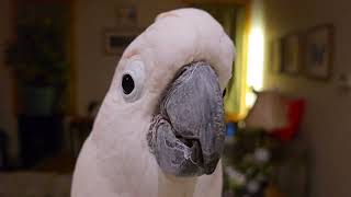 Cockatoo Quiet to Cockatoo Meltdown