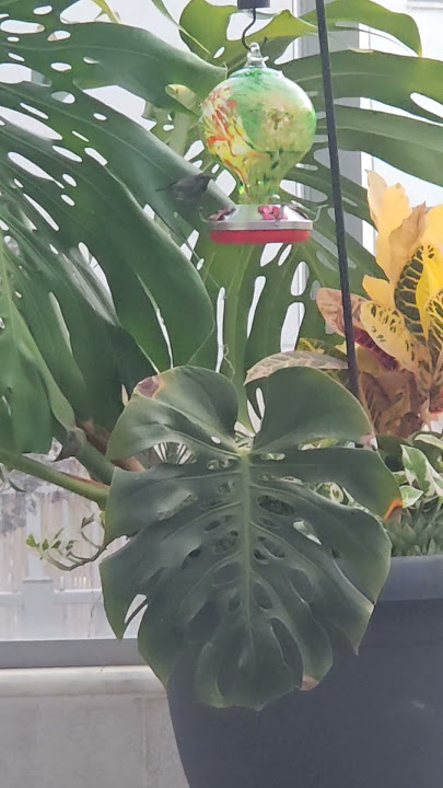 colibri 71