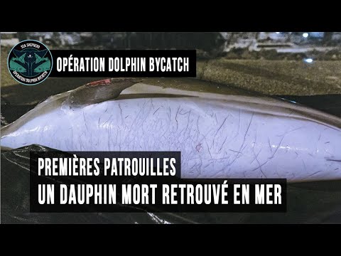 Opération Dolphin ByCatch : Patrouille du 11 Février 2019