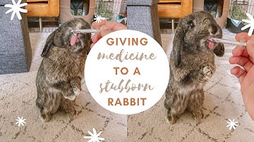 3 SIMPLE WAYS TO GIVE MEDICINE TO A STUBBORN BUNNY