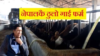 Gai Palan।नेपालकै ठुलो गाई फर्म । Gai Palan in Nepal। Biggest Cow farm in Nepal । Modern Cow Farm ।