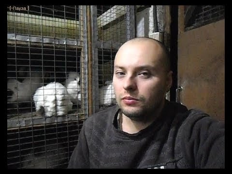 Вопрос: Зачем кролики поедают свой ночной кал?