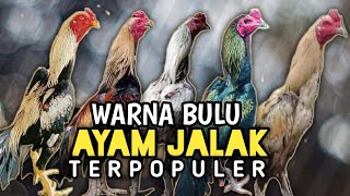 6 Warna Bulu Ayam Jalak Yang Paling Populer