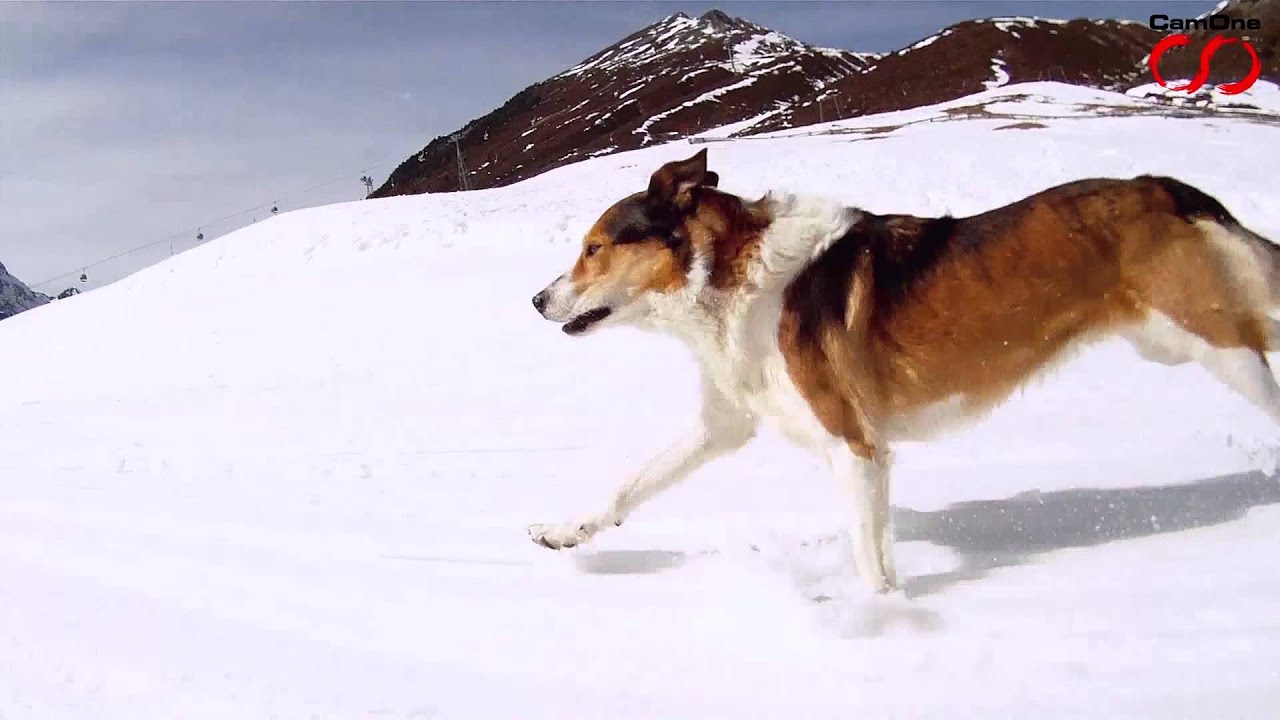 CamOneTec: Running Dog