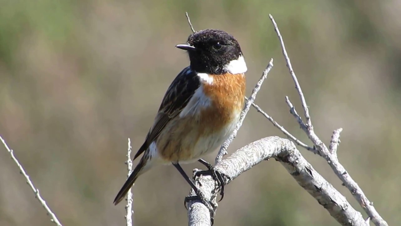 European stonechat (Saxicola rubicola) Mαυρολαiμης - Παπαδκιά