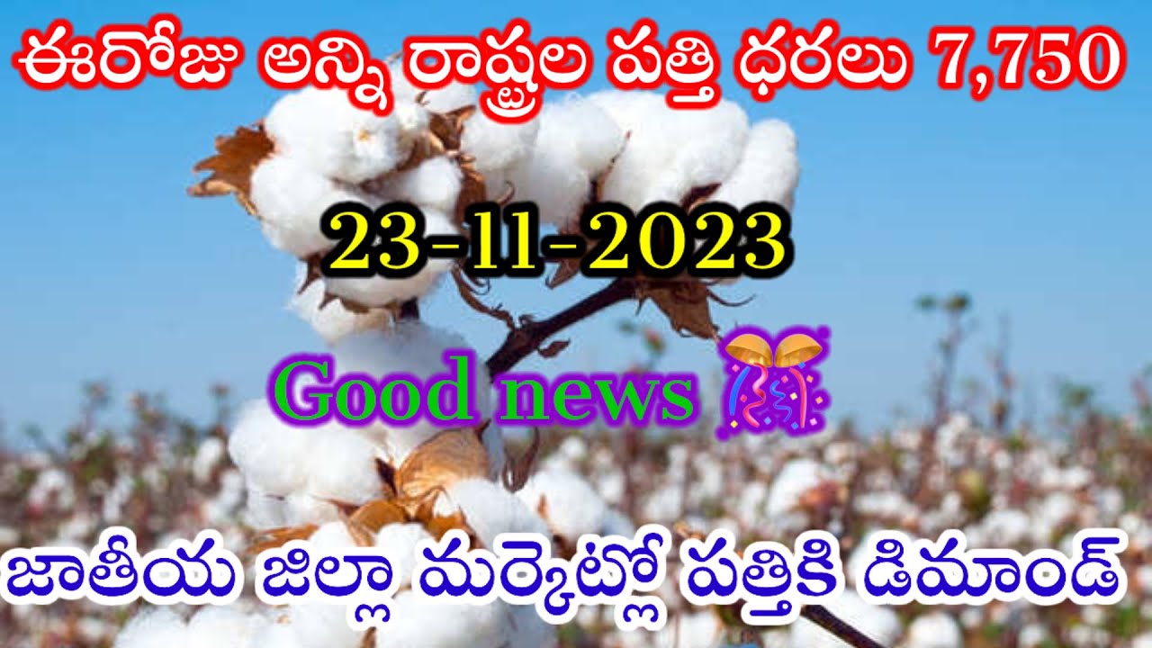 23112023 today cotton pricetoday cotton ratecotton price todaycotton rate todayపత్తి ధరలు