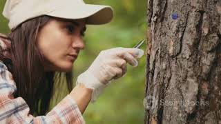 invideo ai 480 Unlocking Forest Secrets  Math & Carbon  2025 06 05