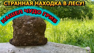 ОБОМЛЕЕТЕ ОТ УВИДЕННОГО! Нашел ЧудоГриб в Лесу!