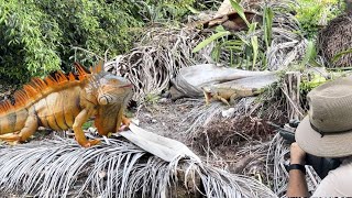 ￼Culling Mango Eating iguanas ￼with .22 Air Rifle! Hunting iguanas in Florida!