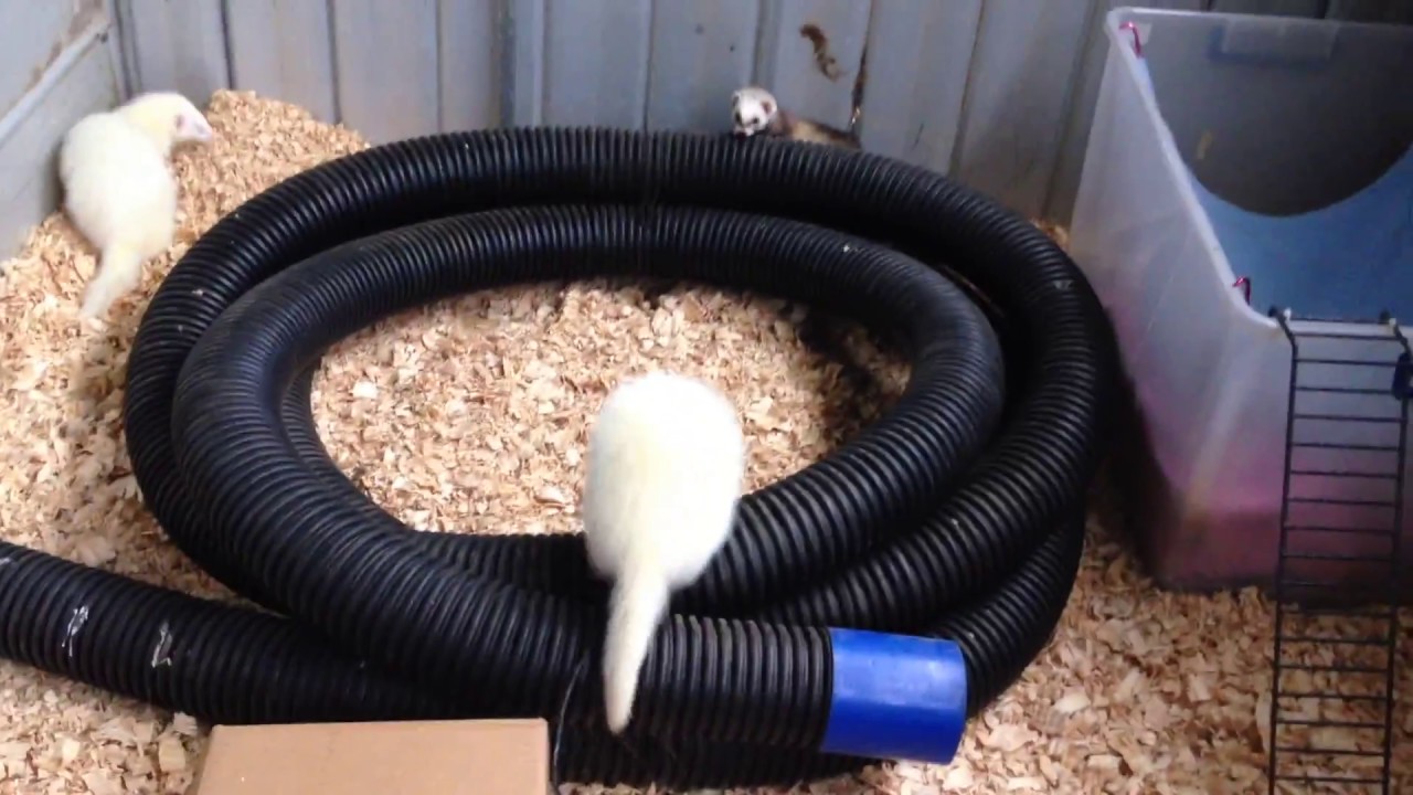 3 ferrets playing YouTube