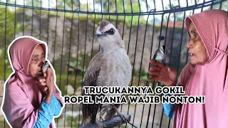 REVIEW BURUNG TRUCUKAN NENEK DI KAMPUNG, BURUNGNYA JINAK BANGET DAN BODI BESAR