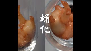 カブトムシの蛹化（ようか）