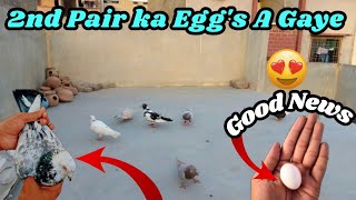 2nd Pair Ka Egg's A Gaye Good News |bird vlog| pet's Vlogging 😍