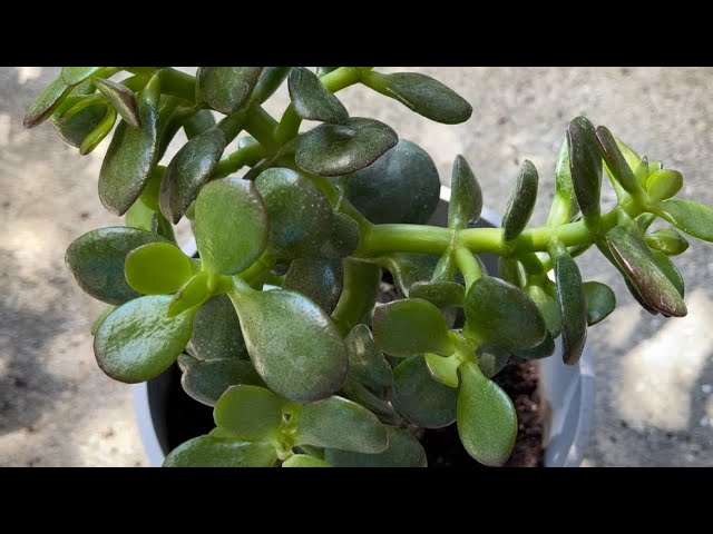 How to repot a root bound Jade plant?
